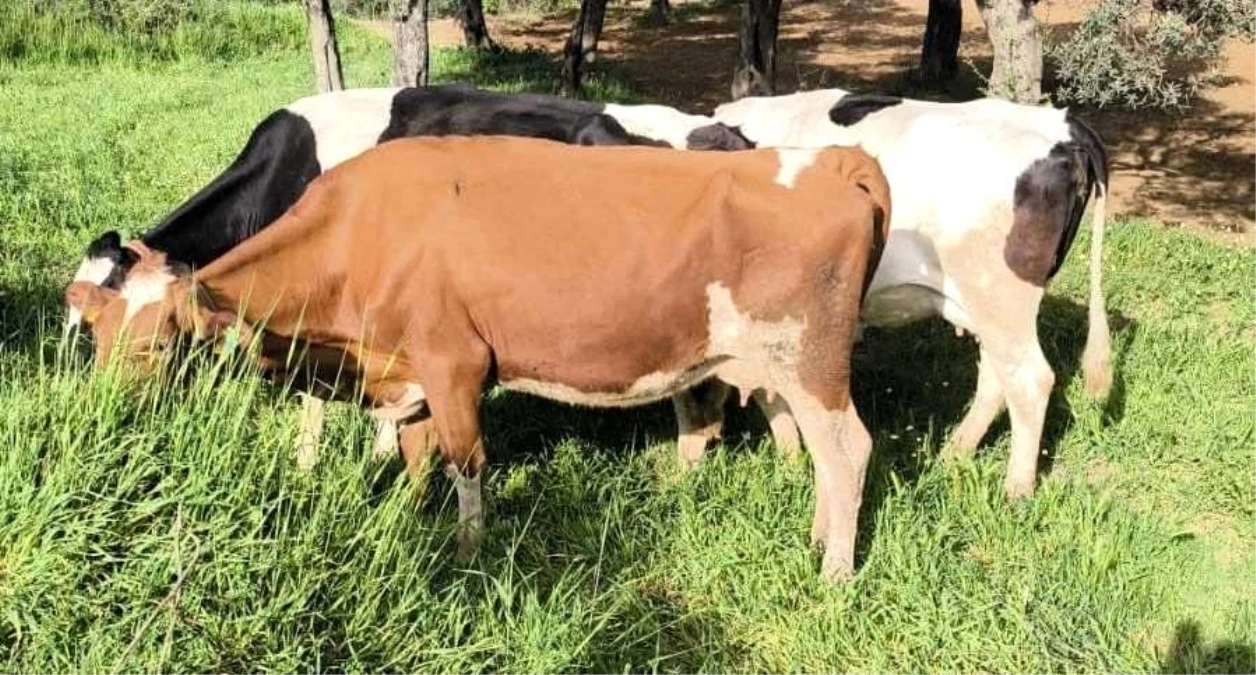 Aydın'da Ahırdan Kaçan 9 Büyük Baş Hayvan Bulundu