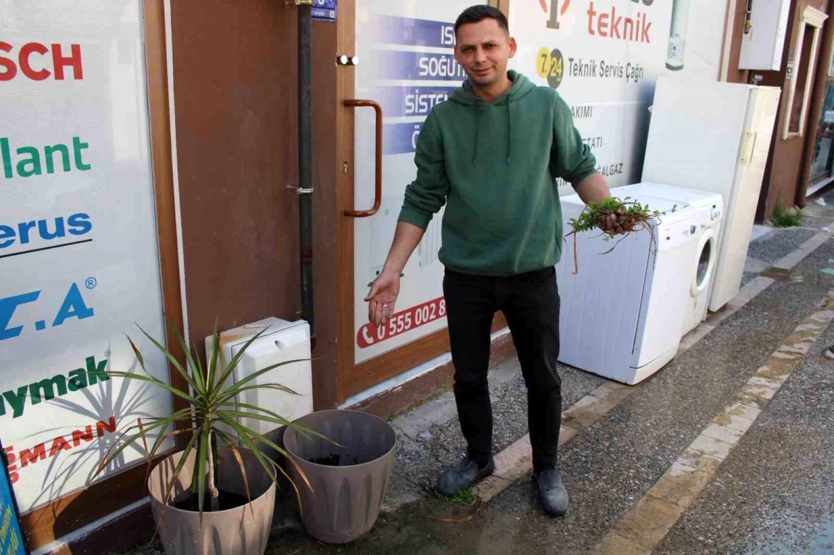 Aydın'da Süs Bitkisi Çalındı, Esnaf Hırsıza Seslendi
